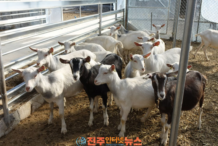 드림목장 100% 산양유, 경남 진주에서 신선하게 만나는 건강한 우유