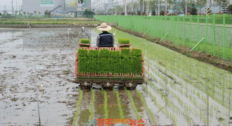 벼 깨씨무늬병 예방 적기 모내기부터!