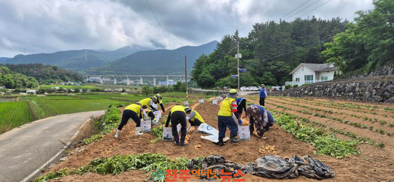 하동시니어클럽 감자 1천kg 수확해 지역사회 나눔 실천