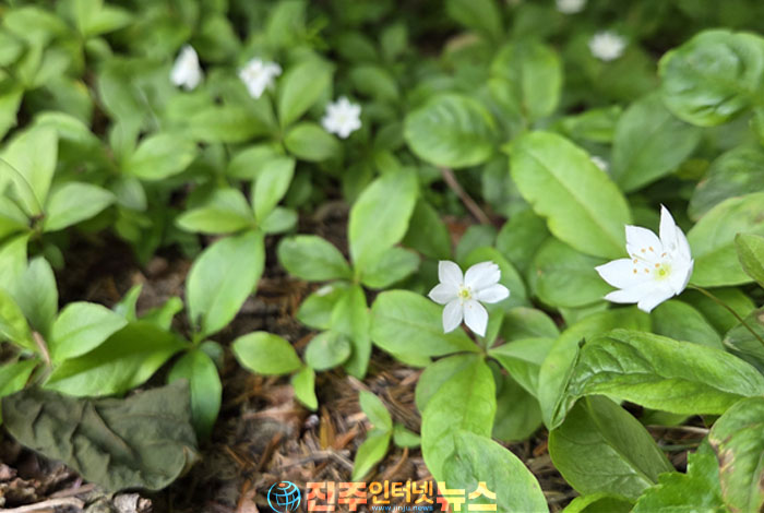 전 세계 3종뿐인 북방계 희귀식물…지리산 고산지대에서 지난해에 이어 안정적인 개화 확인
