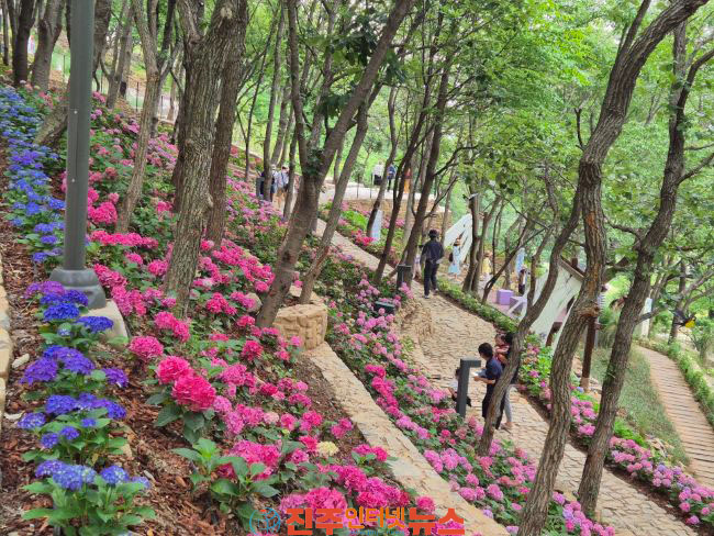 진주시 2026 월아산 수국정원 축제 수국 수국 페스티벌 성황리 마무리