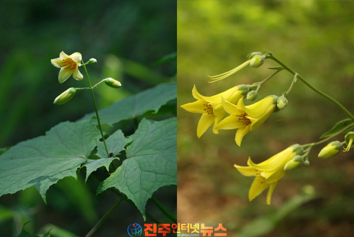 경남도, 지리산둘레길 산림관광 특성화 추진…지역경제 활성화 기대 속 생태계 훼손과 차별성 부족 우려도