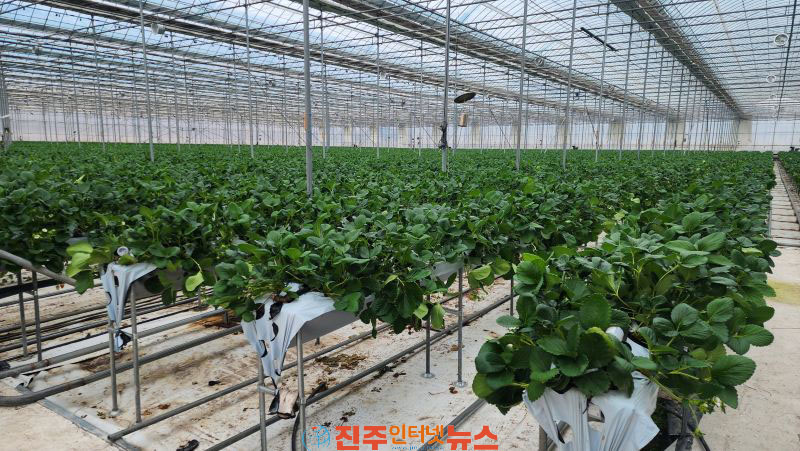 진주시 2027년도 시설원예 국비 지원사업 접수 시설원예 현대화시설 현장