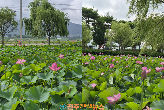 고성군 송학리 연꽃공원, 가족 나들이·인생사진 명소로 인기…연중무휴 무료 개방
