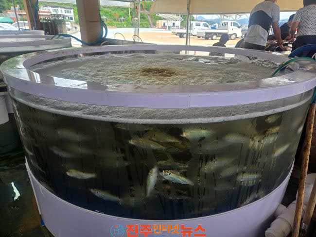 집 나간 며느리도 돌아온다 전국 하동 가장 먼저 만나는 술상 햇전어