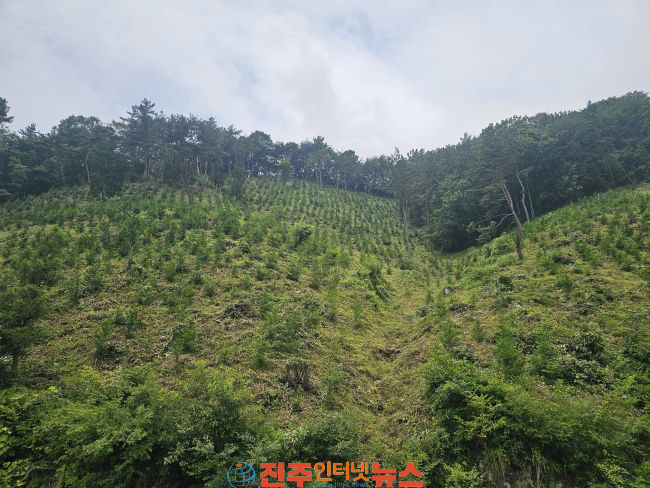 진주시 조림지 풀베기 1차 사업 171ha 완료