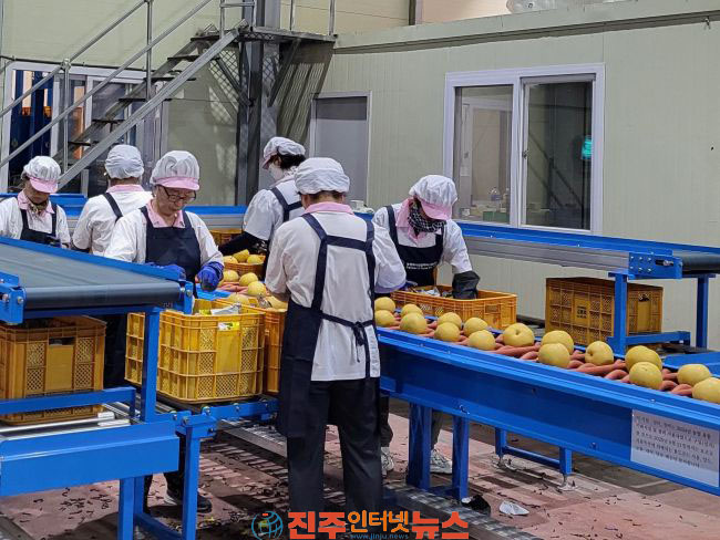 폭염 이겨낸 진주 햇배 호주 첫 수출길 올라