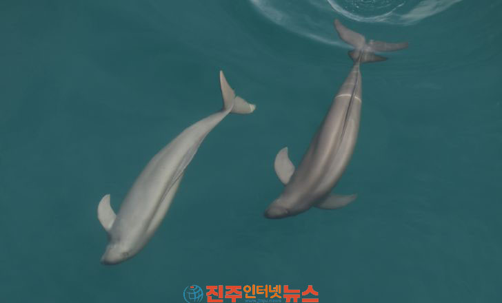 상괭이 보전 가치 담은 지역 특화상품 개발 본격화