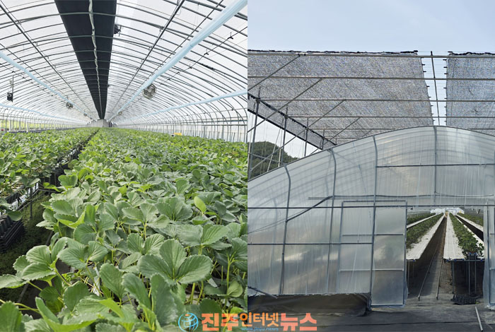 경남 딸기 육묘 비상…양산 42.5℃ 폭염에 견디는 육묘기술 개발 나선다