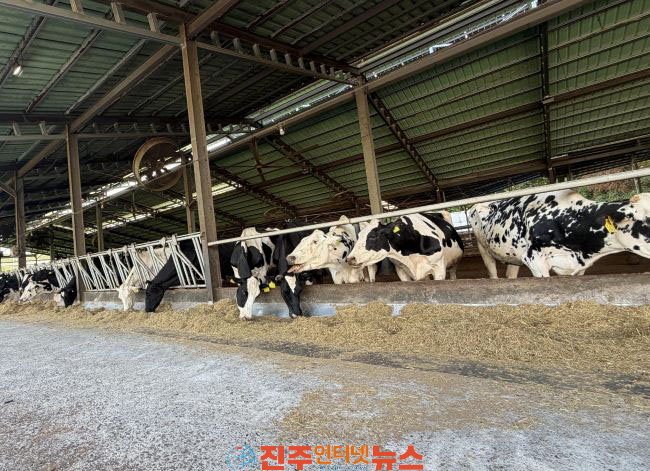 진주시 폭염 장기화 축산농가 면역증강제 추가 지원