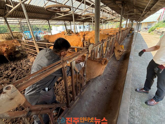 하동군 진교면 가축 무료 순회 진료 실시
