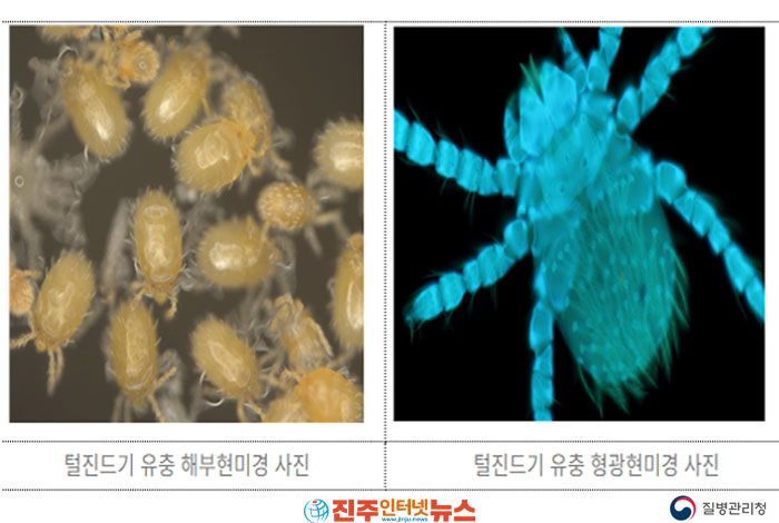 쯔쯔가무시증 증상과 예방법 총정리…10~11월 털진드기 특히 조심해야 하는 이유