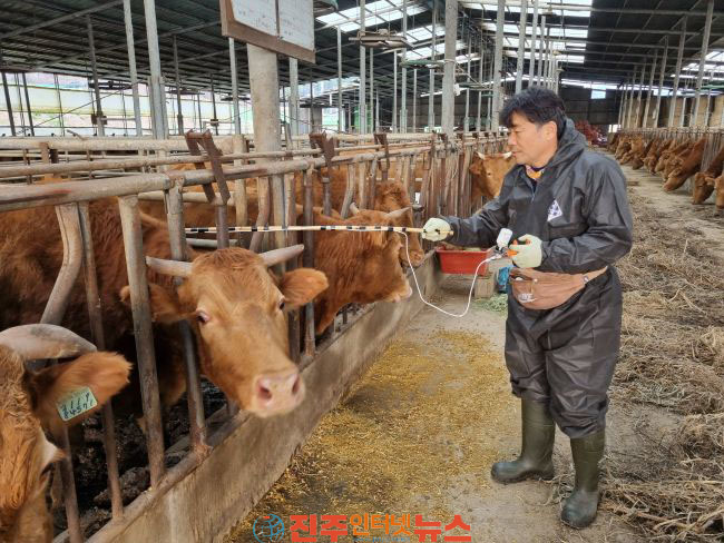 진주시 소·염소 구제역 예방백신 일제 접종 실시