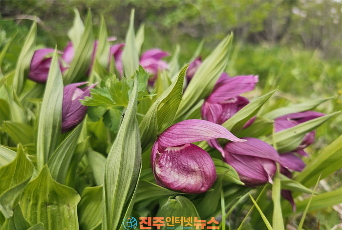 지리산 아고산대 특별보호구역서 멸종위기 식물 ‘복주머니란’ 개화 확인