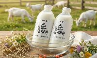 드림목장 100% 산양유, 경남 진주에서 신선하게 만나는 건강한 우유