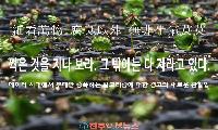 썩음을 지나쳐, 생기를 마주하다: 이덕무가 전하는 생명의 언어