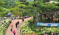 진주시, 2026 월아산 수국정원 축제 ‘수국 수국 페스티벌’ 성황리 마무리