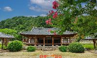 산청 덕천서원 백일홍 개화
