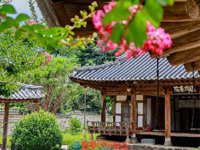 산청 덕천서원, 100일 붉게 피는 배롱나무 절정…여름을 물들이는 진분홍 명소