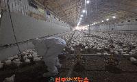 진주시, 가금농가 ‘면역증강제’ 긴급 지원