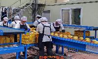 폭염 이겨낸 진주 ‘햇배’, 호주 첫 수출길 올라