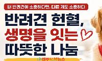 반려견 헌혈, 공혈견 문제의 해답 될까? 헌혈견 조건부터 헌혈센터·건강검진까지