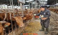 진주시, 소·염소 ‘구제역 예방백신 일제 접종’ 실시