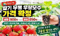 경남 딸기 무병 우량모주 가격 확정…설향 800원·금실 850원